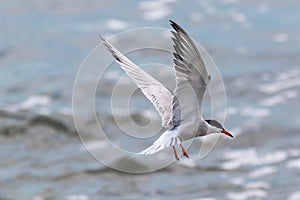 Common Tern in hovering pattern ready to dive for catch