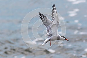 Common Tern in hovering pattern ready to dive for catch