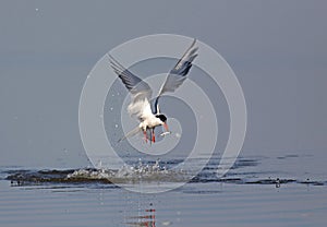 Common Tern