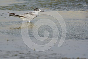 Common Tern juvenile in Arabia