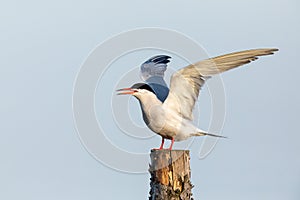 Common tern lands on pillar photo