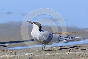 Common Tern Longipennis in New Zealand