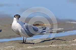 Common Tern Longipennis in New Zealand