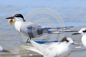 Common Tern Longipennis in New Zealand