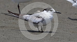 Common Tern Longipennis in New Zealand