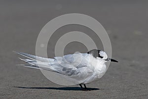 Common Tern Longipennis in New Zealand