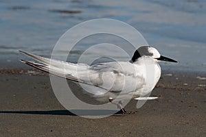 Common Tern Longipennis in New Zealand