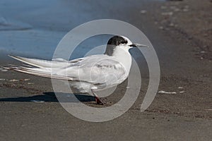 Common Tern Longipennis in New Zealand