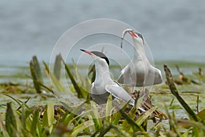 Common Tern Mating Behaviour in Springtime