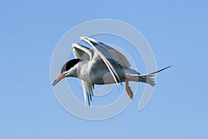 Common tern in midair pose looking for food at wetlands reserve