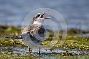 Common tern in natural habitat sterna hirundo