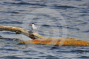 Common tern - natural reserve of the Danube Delta, landmark attraction in Romania. Summer seascape