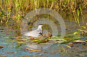 Common Tern Nest