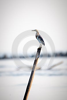 Common Tern perched on a dock post on a sunny day