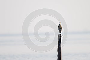 Common Tern perched on a dock post on a sunny day