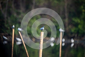 Common Tern perched on a dock post on a sunny day