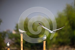 Common Tern perched on a dock post on a sunny day