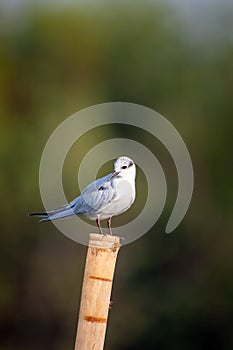 Common Tern perched on a dock post on a sunny day