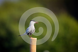 Common Tern perched on a dock post on a sunny day