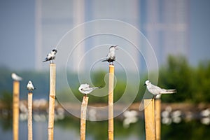 Common Tern perched on a dock post on a sunny day