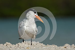 A common tern poses at Wiggins Pass, Florida.