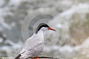 Common Tern ready to dive for catch