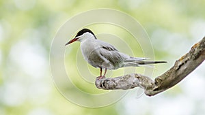 Common tern screams while sitting on a dry branch