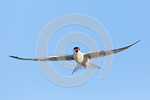 Common tern search for food during the evenig hours photo