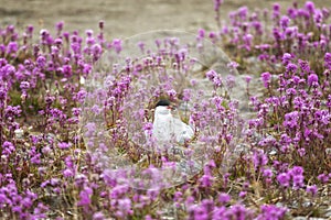 Common tern sits on a nest among pink flowers