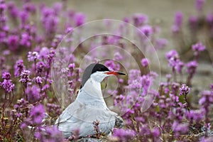 Common tern sits on a nest among pink flowers