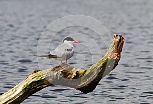 Common Tern sitting on branch in water