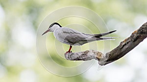 common tern sitting on a dry tree branch