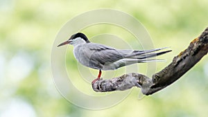 common tern sitting on a dry tree branch