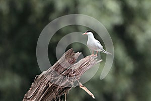 Common Tern sitting by the tree