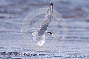 Common tern with a smelt catch