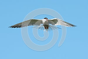 Common tern & x28;Sterna hirundo& x29;