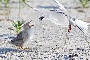 Common Tern (Sterna Hirundo)