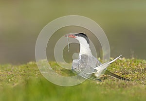 Common Tern, Sterna hirundo