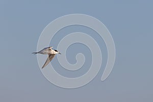 Common tern (Sterna hirundo