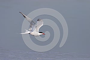 Common Tern(Sterna Hirundo)