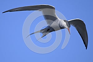 Common tern, sterna hirundo photo