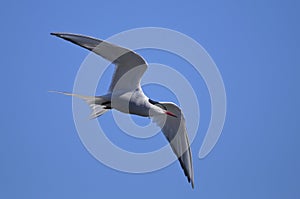 Common tern, sterna hirundo photo