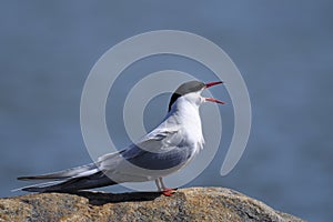 Common tern, sterna hirundo photo