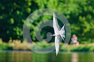 Common Tern (Sterna hirundo) banking in flight, London, UK