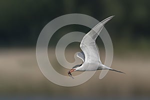 Common Tern Sterna hirundo. Common Tern caught a small fish.