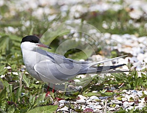 Common Tern, Sterna hirundo