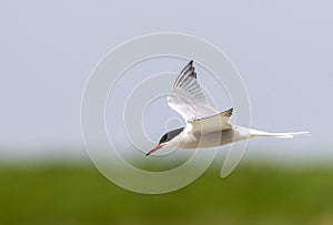 Common Tern, Sterna hirundo