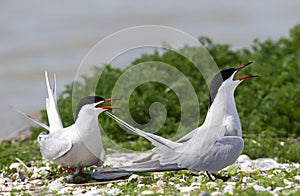 Common Tern, Sterna hirundo