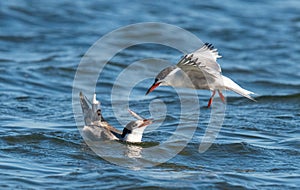 Common tern (sterna hirundo) in Danube Delta Romania. Wildlife in natural habitat