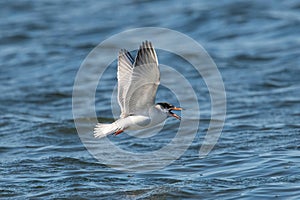 Common tern (sterna hirundo) in Danube Delta Romania. Wildlife in natural habitat